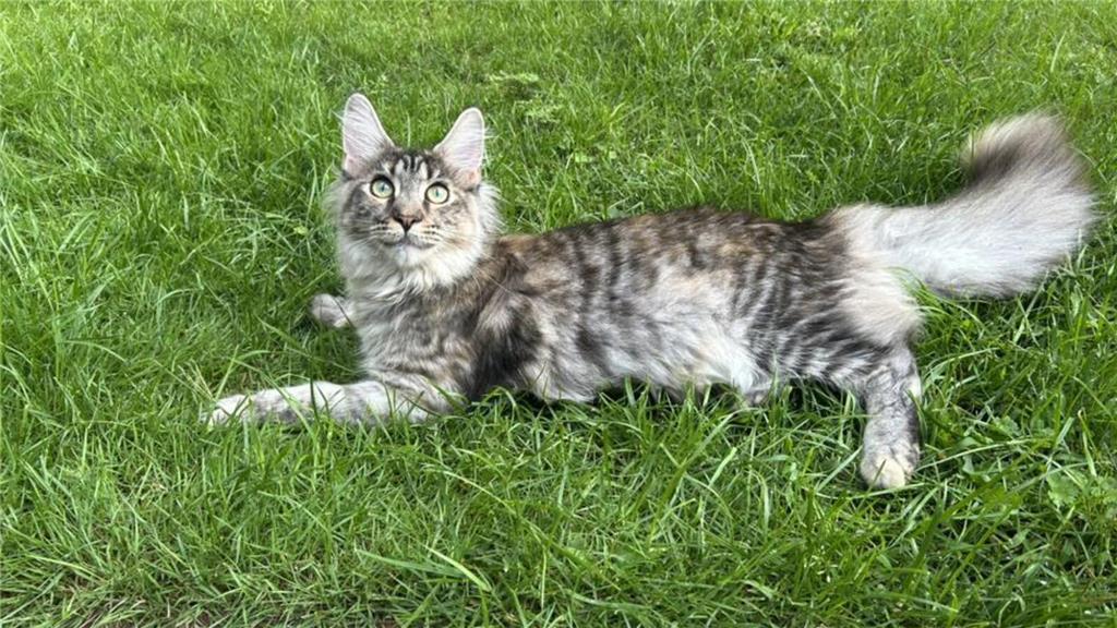 Diese Main-Coon-Katze heißt Pinsel und gehört Ines.