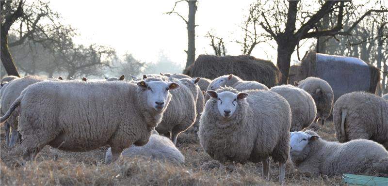 Diese Muttertiere hatten Glück. Da sie kurz vor dem Lammen sind, stehen sie näher am Haus und wurden nicht angegriffen.