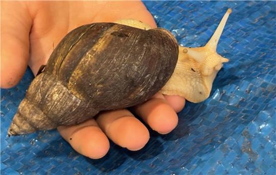 Was an dieser neuen Buxtehuder Kita besonders ist Diese Ovum-Schnecke hat einen pädagogischen Auftrag in der Kita Neuland.