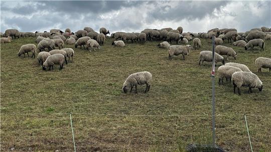Diese Schafe beweiden den Elbdeich in Jork.
