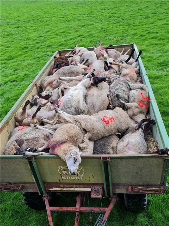 Diese Schafe fielen in der Nacht zu Sonnabend einer Wolfsattacke bei Gräpel zum Opfer. Fotos: Jägerschaft