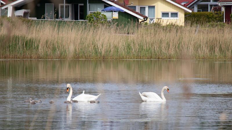 Invasion der Schwäne am Badesee in Otterndorf Diese Schwanenfamilie fühlt sich auf dem Otterndorf See offenbar tierisch wohl. Von den nahen Ferienhäusern und den Urlaubern nehmen die Wasservögel kaum Notiz.