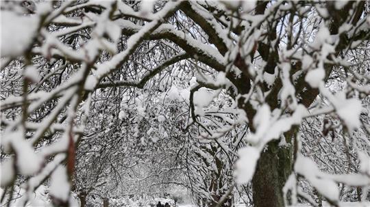 Diese Seite des Winters ist schön anzusehen: Verschneite Bäume in Hamburg.