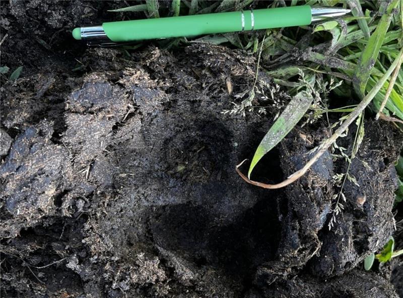 Tote Kuh in Hagenah: Experten bestätigen Wolfsriss Diese Trittspur fand sich direkt neben der toten Färse in Hagenah. Der Stift verdeutlicht die Größenordnung.