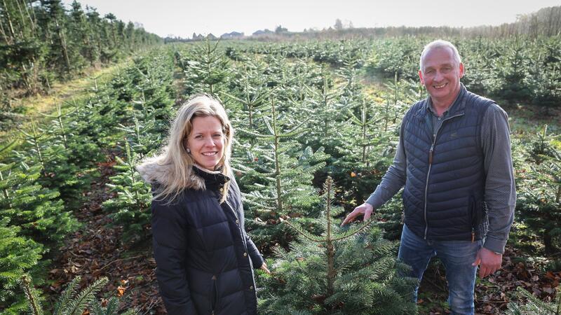 Diese Weihnachtsbäume sind noch nicht groß genug, um vermarktet zu werden.