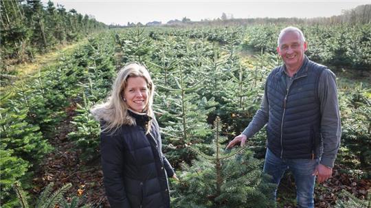 Diese Weihnachtsbäume sind noch nicht groß genug, um vermarktet zu werden.