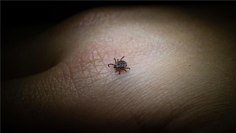 Diese beiden Erkrankungen können Zecken übertragen, wenn sie selbst mit den Erregern infiziert sind.