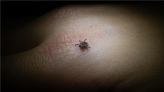 Diese beiden Erkrankungen können Zecken übertragen, wenn sie selbst mit den Erregern infiziert sind.