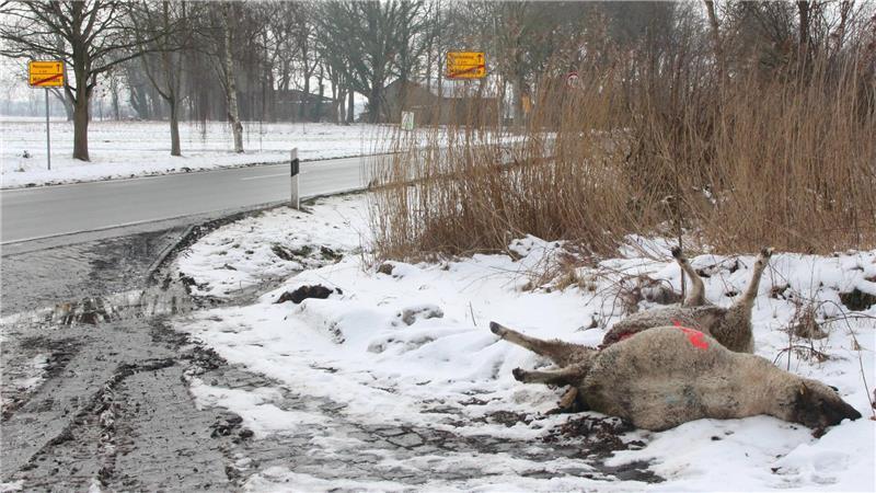 Diese beiden toten Schafe an der Hauptstraße in Mittelstenahe wurden am frühen Dienstagmorgen als Erstes entdeckt.