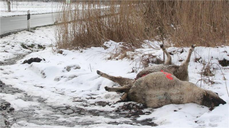 Nach massiven Wolfsangriffen: Kreis Cuxhaven prüft „Schnellabschuss“ Diese beiden toten Schafe an der Hauptstraße in Mittelstenahe wurden als Erstes entdeckt.