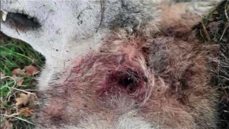 Toter Wolf im Kreis Cuxhaven: Wie konnten die Experten so irren? Diese schwere Verletzung am Hals des in Stubben gefundenen Wolfes hielten die Experten lange für eine Schusswunde. Inzwischen ist man davon überzeugt, dass das Tier von einem Artgenossen totgebissen wurde. Foto: Privat
