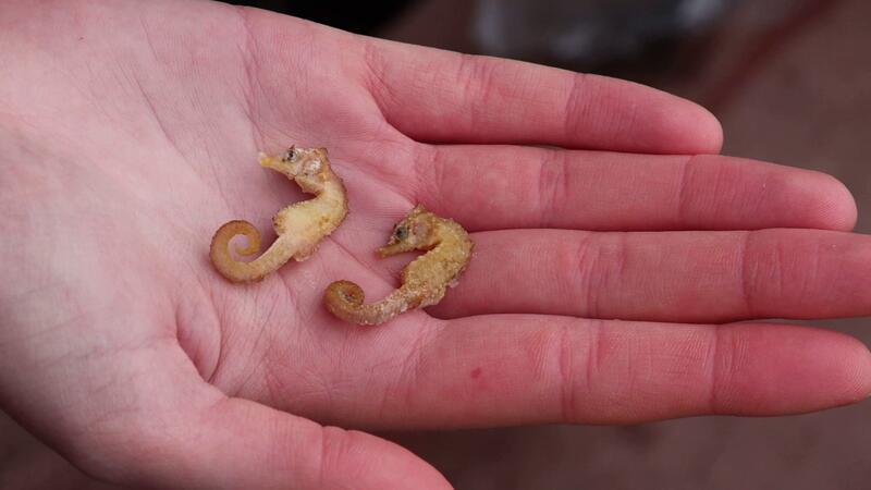 Rätsel um Rückkehr: Wie kommen die Seepferdchen ins Wattenmeer? Diese zwei Kurzschnäuzigen Seepferdchen („Hippocampus hippocampus“) wurden auf Wangerooge gefunden.
