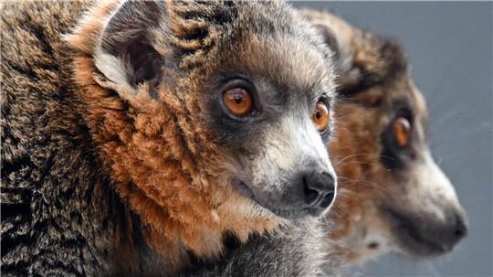 Diese zwei Mongozmaki-Männchen sollen jetzt im Kölner Zoo für Nachwuchs bei der vom Aussterben bedrohten Primatenart sorgen.