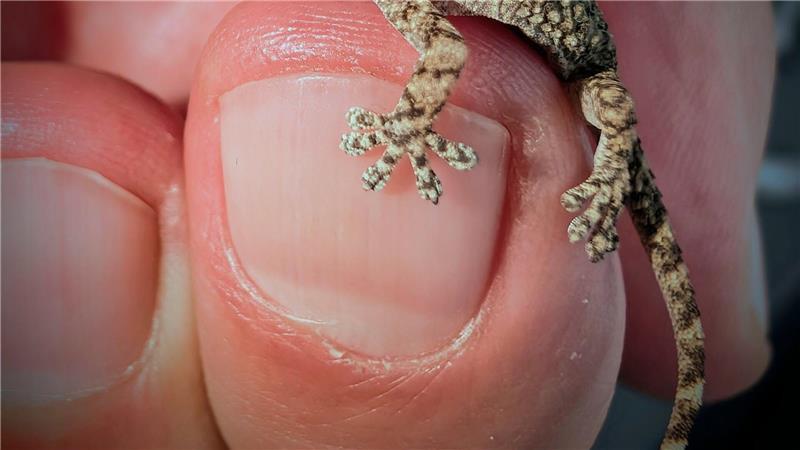 Diesen Gecko fand eine Frau aus Polen in einer Packung Rucola-Salat aus dem Supermarkt.
