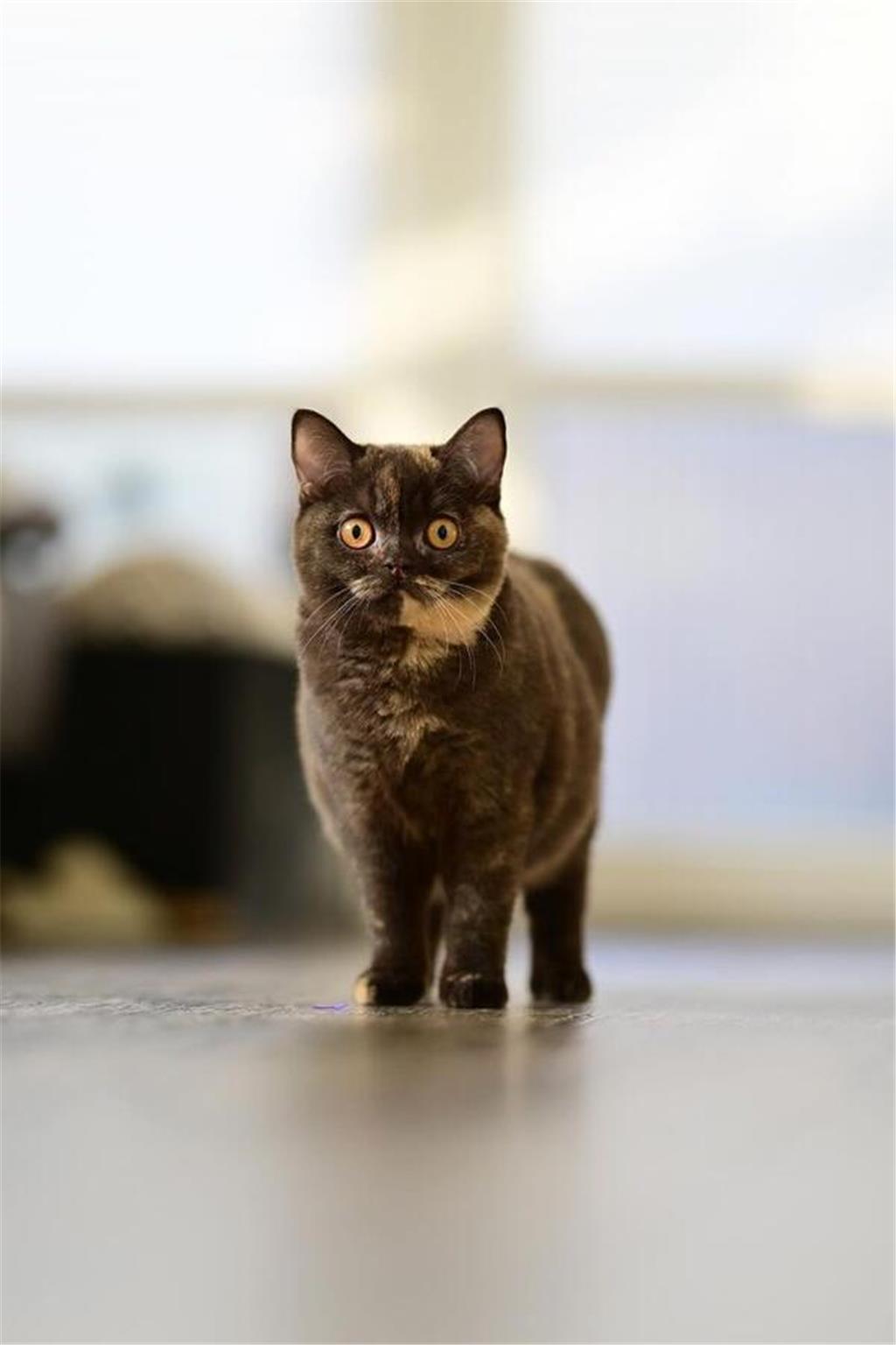 Diesen Schnappschuss von Katze Elli hat uns Felix per Instagram geschickt.