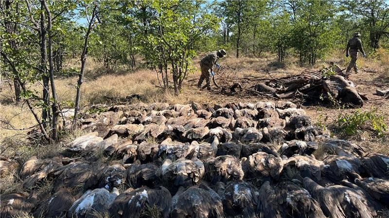 Geier-Vergiftungsfall im südlichen Afrika: 123 Tiere getötet Diesen vergifteten Geiern konnten die Tierschützer nicht mehr helfen.