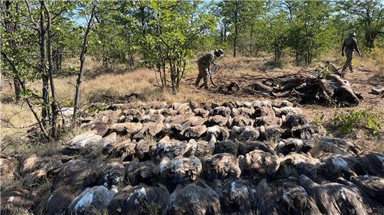 Diesen vergifteten Geiern konnten die Tierschützer nicht mehr helfen.
