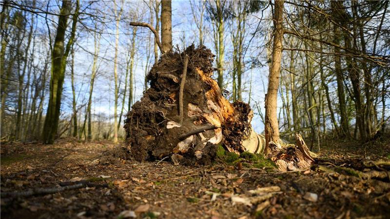 Dieser Baum ist umgestürzt.