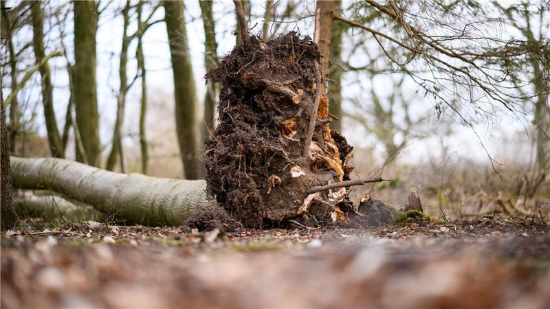 Dieser Baum stürzt südöstlich von Flensburg auf eine Gruppe Menschen.