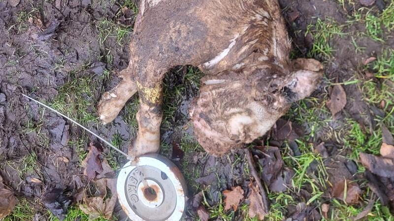 Dieser Continental Bulldog wurde tot im Stader Horstsee entdeckt.