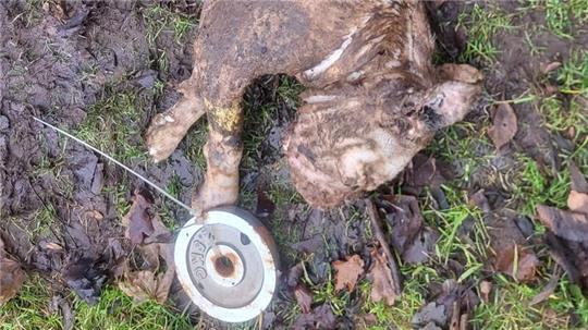 Dieser Continental Bulldog wurde tot im Stader Horstsee entdeckt.