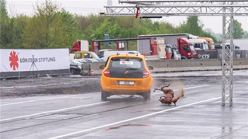 Studie zu Wildunfällen: Ausweichen macht es schlimmer Dieser Crashtest zeigt was passiert, wenn das Fahrzeug auf ein Reh trifft und der Fahrer nach links ausweicht.