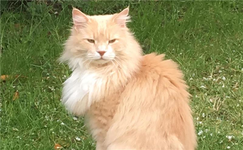 Kater stirbt nach Hundeangriff Dieser Freigänger-Kater war in der ganzen Nachbarschaft bekannt. Ende Juni starb er nach einem Hundeangriff. Foto: privat