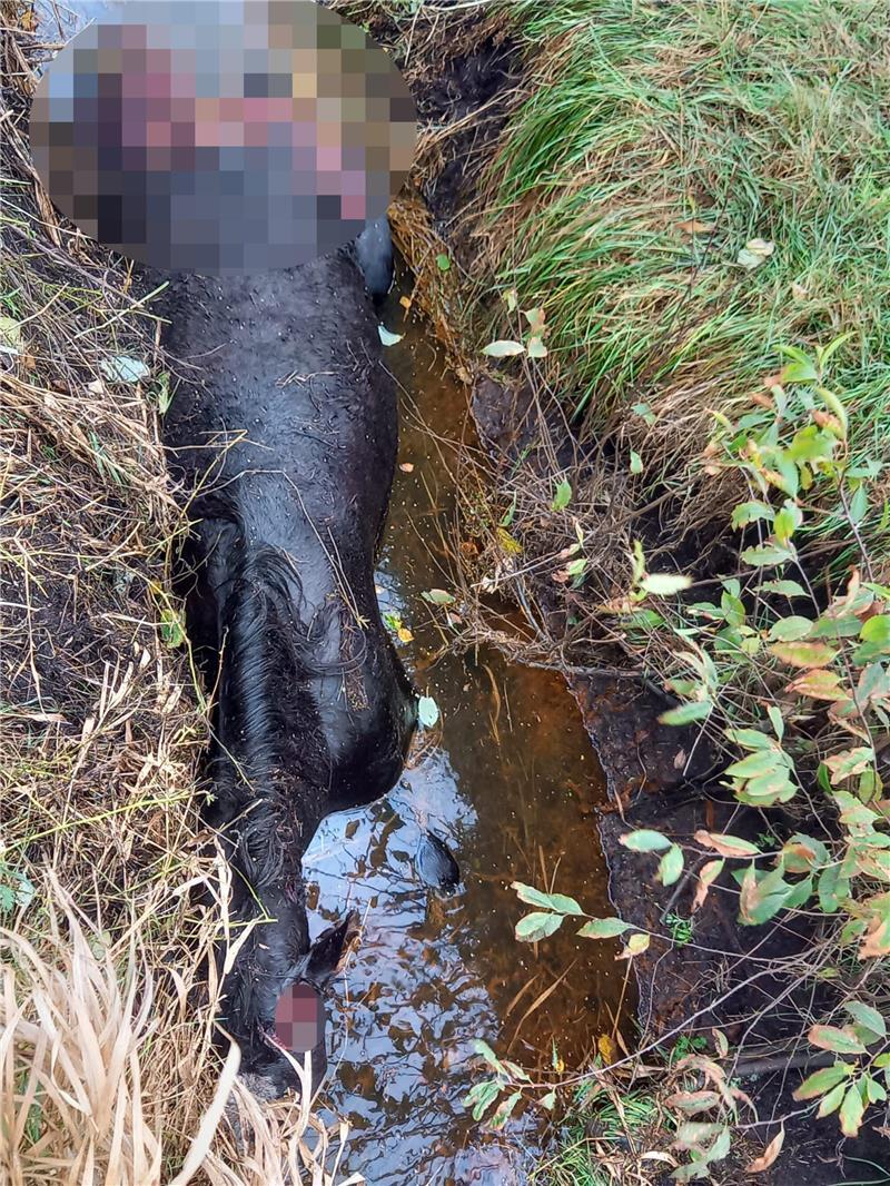 Dieser Hannoveraner Wallach wurde von einem Wolfsrudel in Kutenholz getötet und zerfleischt.