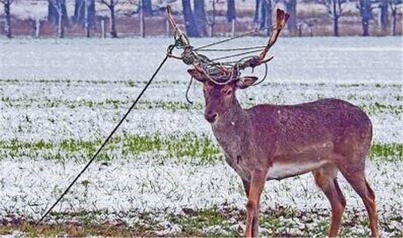 Hirsche in Zaun gefangen und verendet Dieser Hirsch hatte sich vor einer Woche in einer Zaunlitze verfangen. Am Donnerstag passierte das einem weiteren Hirsch. Foto: bz
