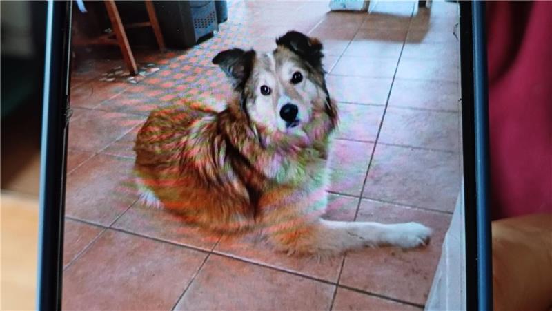 Dieser Hund aus Russland fand eine neue Zukunft in Deutschland.