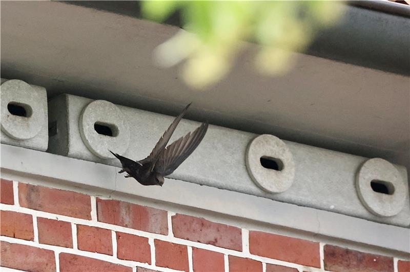 Dieser Mauersegler fliegt gerade aus dem Nistkasten am Stader Kreishaus. Foto Stefanie Kleingünther