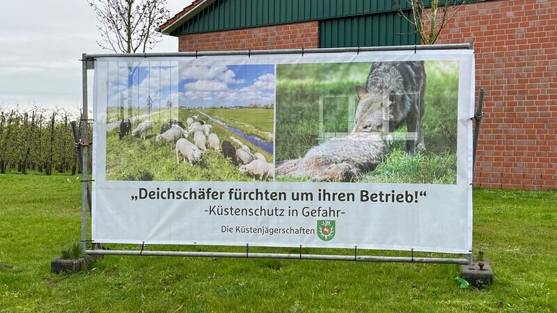 Neue Videos: Wolf streift durch Obst-Plantage im Alten Land Dieser Plakat ist von den Jägerschaften aus den niedersächsischen Küstenlandkreisen in Jork-Neuenschleuse aufgestellt worden. Sie fordern wie die Deichverbände eine wolfsfreie Zone von 30 bis 50 Kilometer entlang der Deiche.