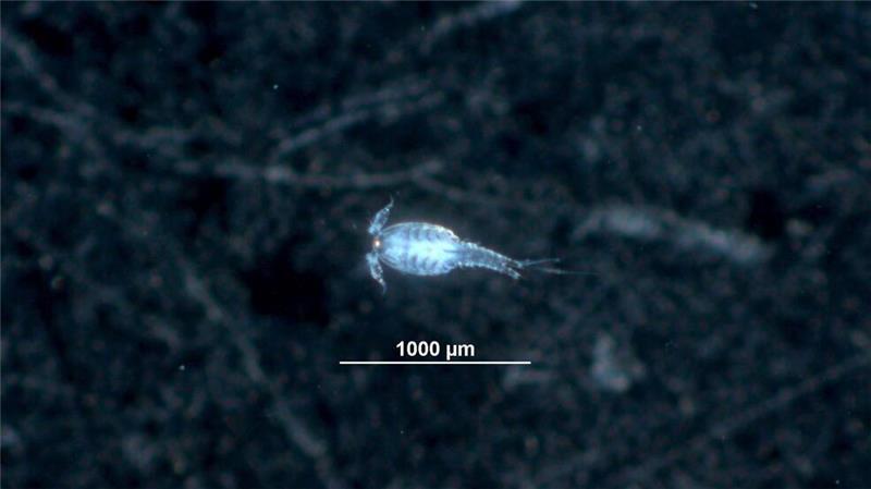 Trinkwassernetz ist ein Lebensraum für Tiere Dieser Ruderfußkrebs ist etwa einen Millimeter groß. Solche Krebse kommen auch im Trinkwassernetz ab und zu vor.