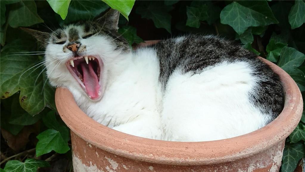 Dieser Schnappschuss von Katze Ellie ist schon ein paar Jahre alt. "Aber das Fot...