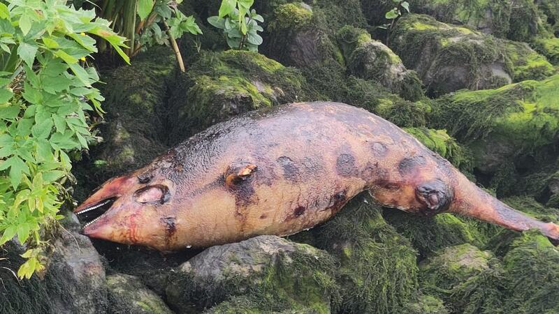 Dieser Schweinswal wurde unterhalb von Stadersand in Sichtweite des LNG-Terminals entdeckt.