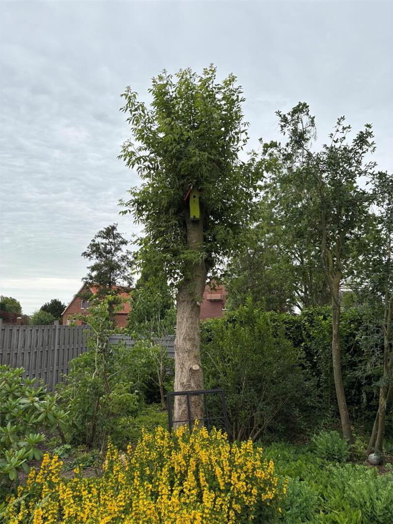 Dieser Spitzahorn in Jörn von Holts Garten wurde nicht ordnungsgemäß zurückgeschnitten.