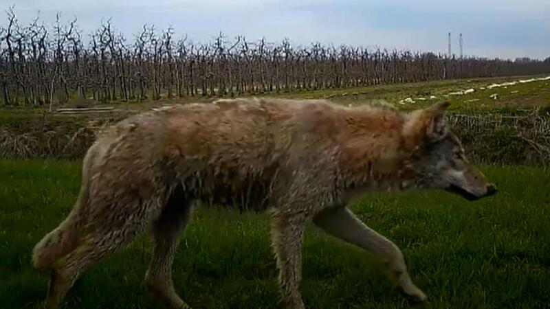 Dieser Wolf ist im Alten Land gefilmt worden.