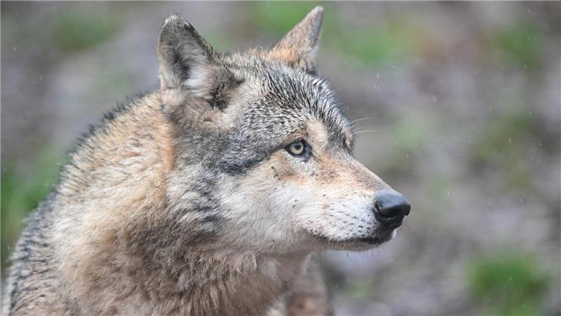 Dieser Wolf wurde in einem Gehege in Baden-Württemberg fotografiert - doch es gibt auch viele Wölfe in freier Wildbahn in Deutschland.