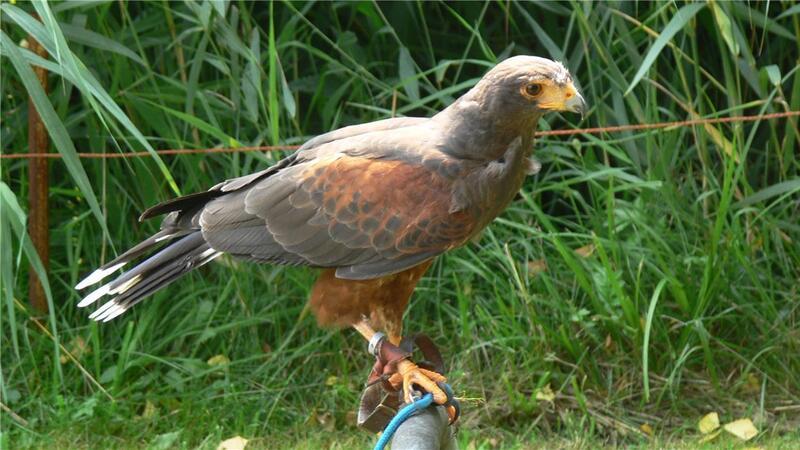Dieser Wüstenbussard ist im Bereich Brake-Kirchhammelwarden ausgebüxt. Sein Besitzer, Franz-Otto Müller, hätte ihn gerne zurück