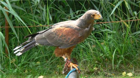 Dieser Wüstenbussard ist im Bereich Brake-Kirchhammelwarden ausgebüxt. Sein Besitzer, Franz-Otto Müller, hätte ihn gerne zurück