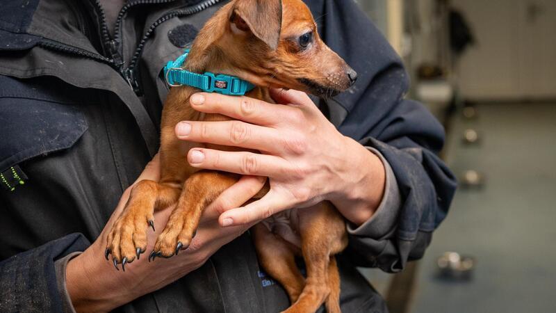 Dieser erst wenige Monate alte Rehpinscher saß Mitte Februar hinter einem Baumarkt in Lehe.Foto: Scheschonka