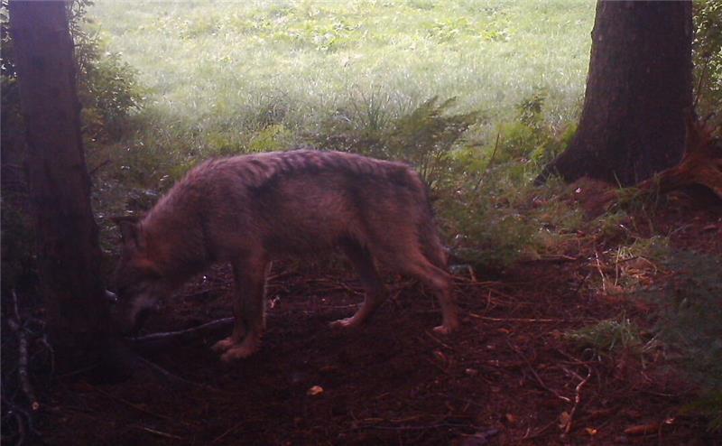 Neueste Zahlen: Niedersachsen ist jetzt Wolfsland Nummer eins Dieser große Rüde ist im Aschhorner Moor 2023 fotografiert worden.