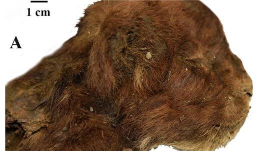 Dieser kleine Säbelzahntiger lebte vor mehr als 30.000 Jahren. Da er im Permafrost lag, ist er gut erhalten.