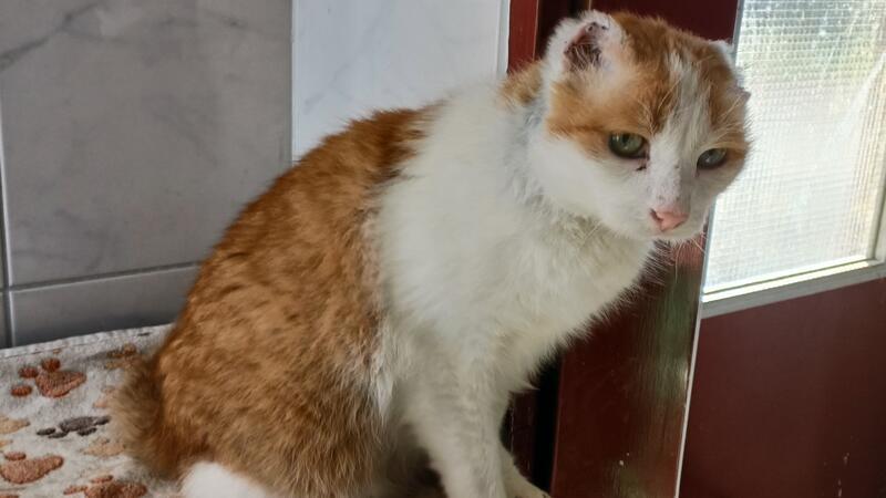 Dieser namenlose Kater lief verwahrlost auf einem Hof herum. Seine Ohren mussten wegen einer Krebserkrankung abgenommen werden.