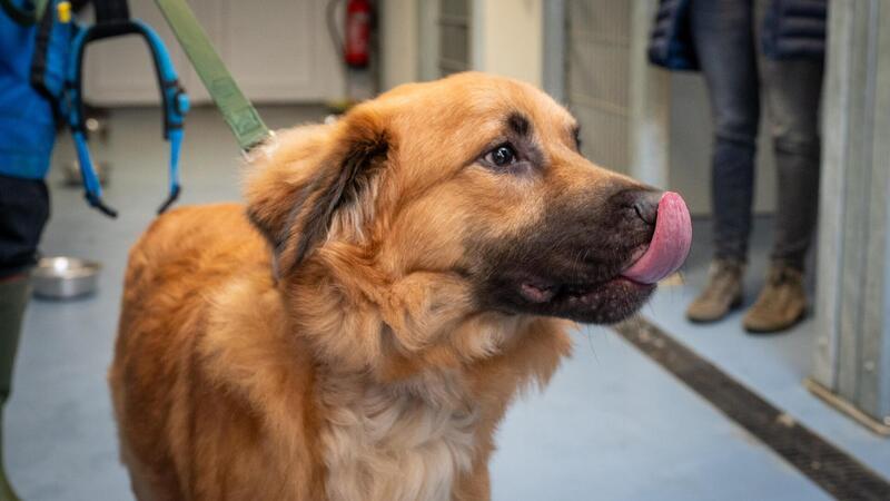 Dieser nicht einmal zwei Jahre alte Rüde wurde Anfang Februar in Lehe gefunden. Niemand vermisst den Hund.Foto: Scheschonka