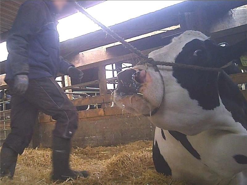 Dieses Bild zeigt noch eine der harmloseren Szenen aus den Aufnahmen der Soko Tierschutz, die beim Verladen offensichtlich kranker Tiere zum Schlachthof Düdenbüttel vor einem Jahr entstanden sind.