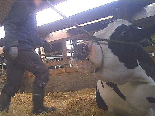 Dieses Bild zeigt noch eine der harmloseren Szenen aus den Aufnahmen der Soko Tierschutz, die beim Verladen offensichtlich kranker Tiere zum Schlachthof Düdenbüttel vor einem Jahr entstanden sind.