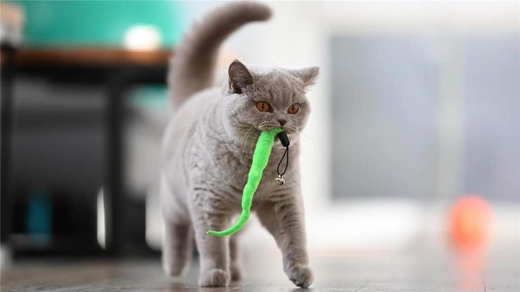 Dieses Foto von Katze Lotti hat uns via Instagram erreicht.