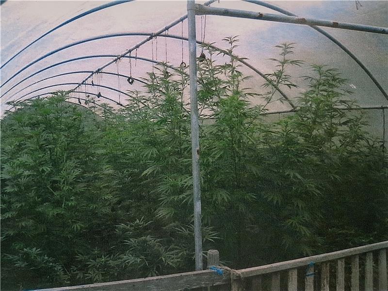 Dieses Foto von sichergestellten Cannabis-Pflanzen in einem Oederquarter Gewächshaus veröffentlichte die Polizei im August 2017. Erst jetzt kam es zum Verfahrensabschluss.