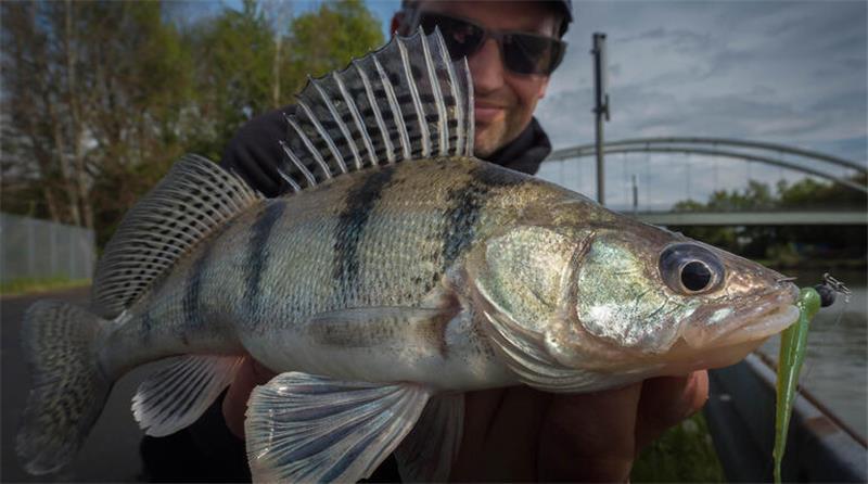 Dieses Foto zeigt einen im Mittellandkanal gefangenen Wolgazander. Auffällig ist sein markantes Streifenmuster, das bis zum Bauch reicht.